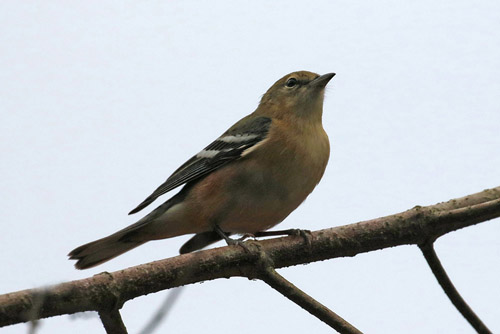 Bay-breasted Warbler